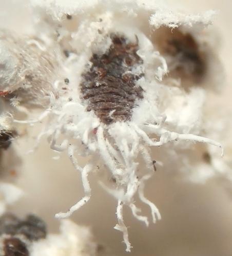 Scymnus rubromaculatus