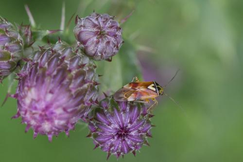 Lygus sp.