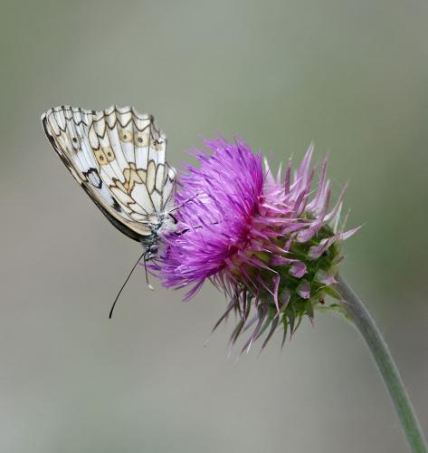 Melanargia russiae