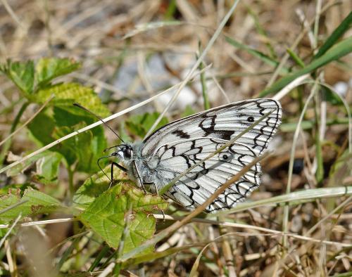 Melanargia russiae
