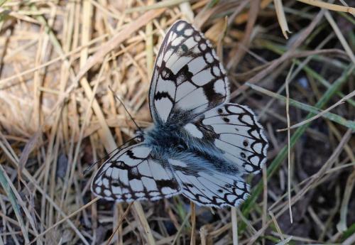 Melanargia russiae