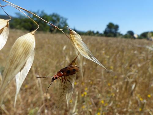 Réf. 186 578 : Euzonitis sexmaculata