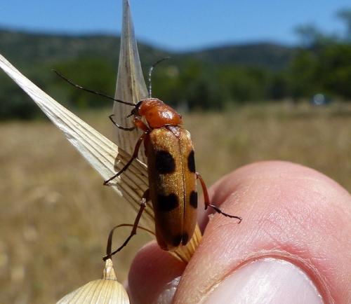 Réf. 186 579 : Euzonitis sexmaculata