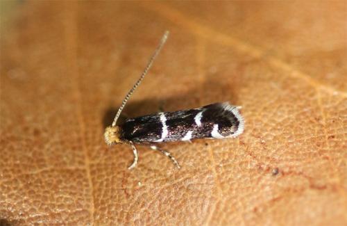 Réf. 186 676 : Eudarcia (pagenstecherella-prealpina)