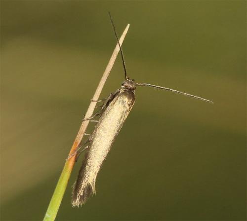 Réf. 186 706 : Scythris sp.