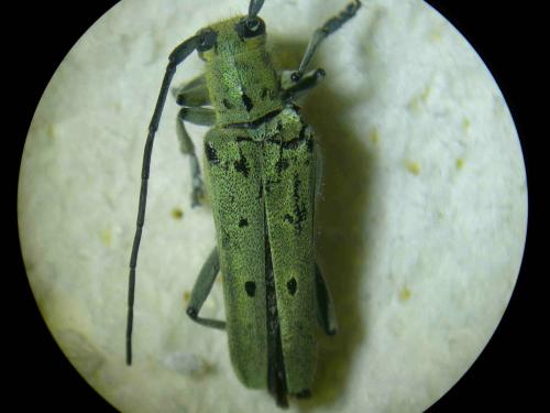 Réf. 186 357 : Saperda octopunctata