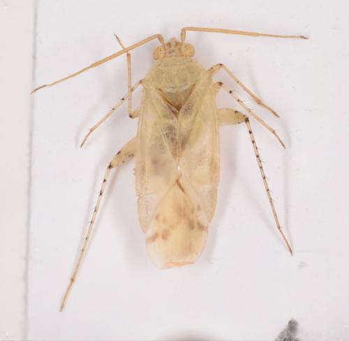 Réf. 186 212 : Leucodellus zagdani
