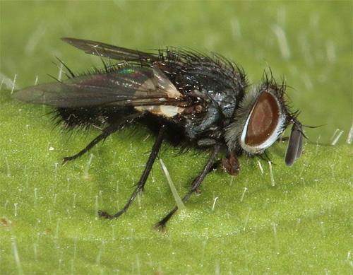Réf. 186 146 : Exoristinae inconnu