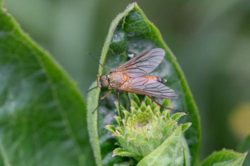 Rhagio tringarius