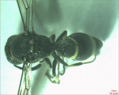 Ancistrocerus sp.