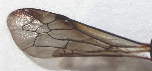 Ancistrocerus sp.