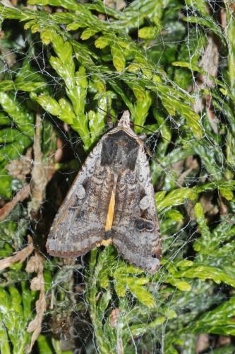 Noctua pronuba