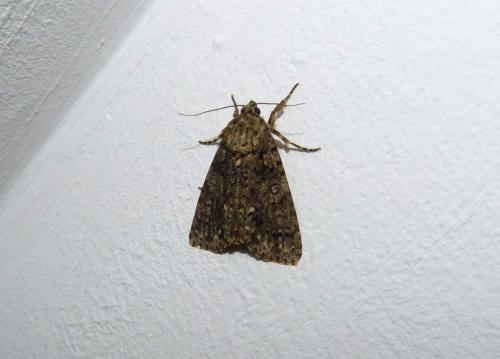 Réf. 186 851 : Acronicta rumicis
