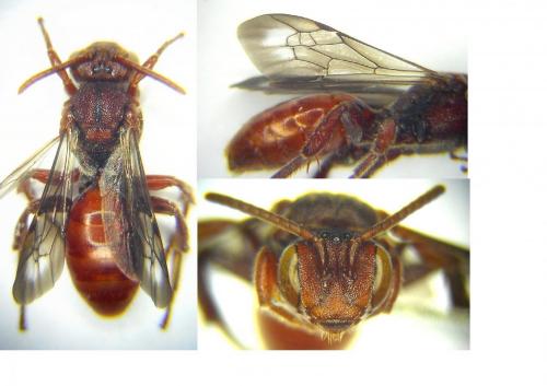 Réf. 186 409 : Nomada stigma