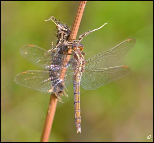 Orthetrum coerulescens