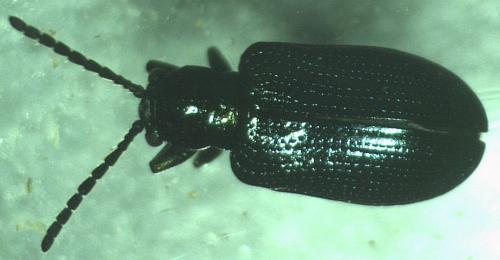 Réf. 186 634 : Oulema sp.
