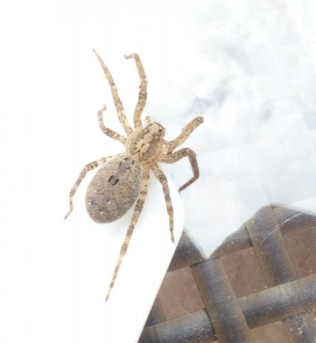 Zoropsis spinimana