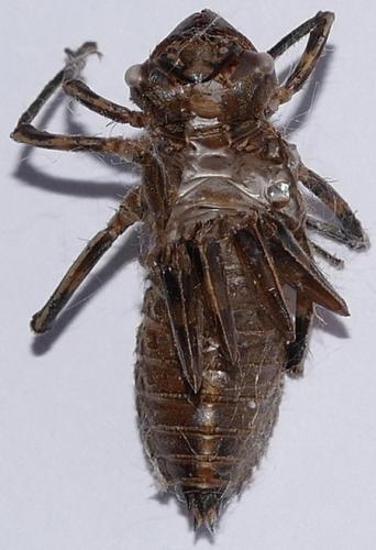 Oxygastra curtisii