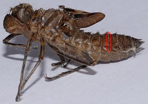Oxygastra curtisii