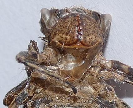 Oxygastra curtisii
