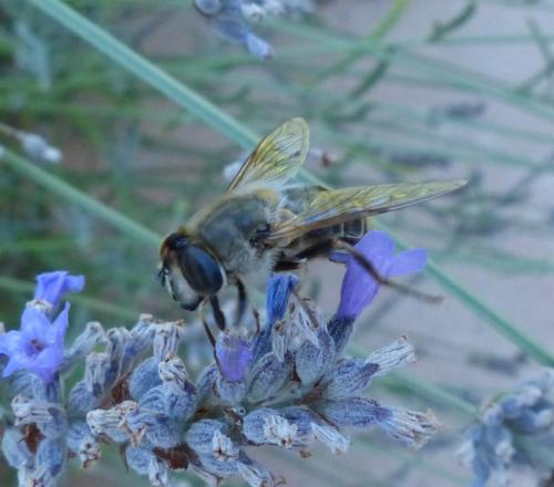 Eristalis tenax