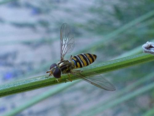 Episyrphus balteatus