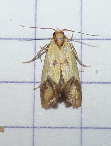 Agapeta zoegana