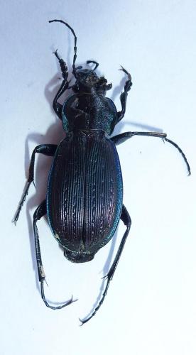 Carabus monilis