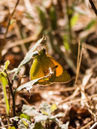 Colias croceus