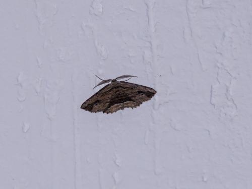 Menophra abruptaria