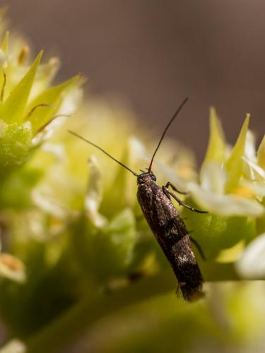 Réf. 186 311 : Scythris sp.
