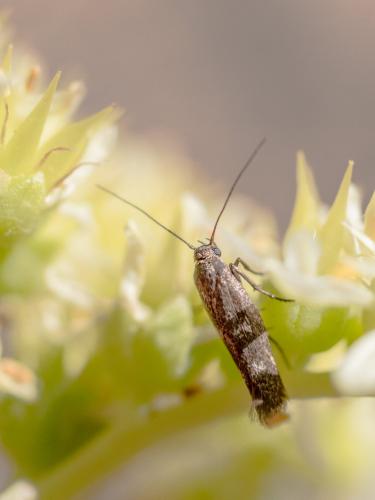 Scythris sp.
