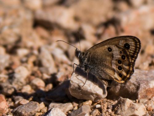 Coenonympha dorus
