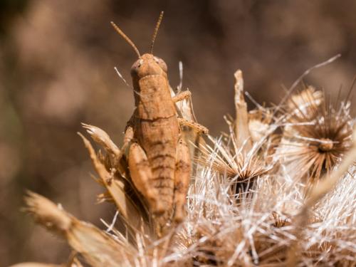 Pezotettix giornae