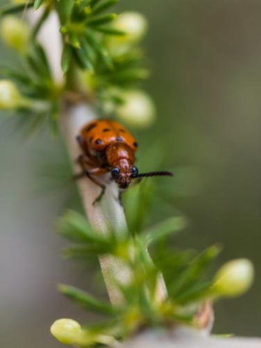 Réf. 186 842 : Crioceris duodecimpunctata