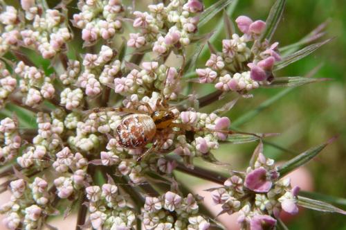 Phylloneta sisyphia