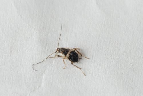 Réf. 186 209 : Planuncus vinzi