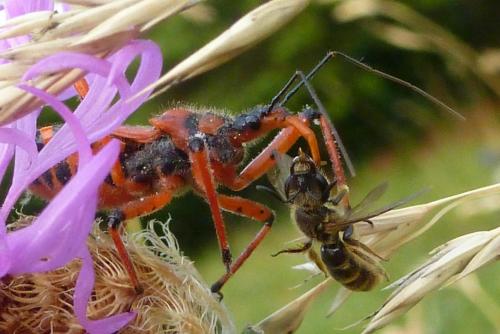 Réf. 186 878 : Rhynocoris sp.