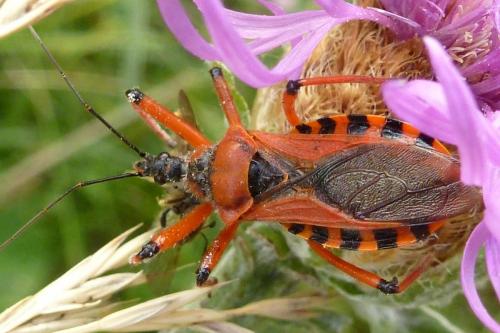 Réf. 186 876 : Rhynocoris sp.