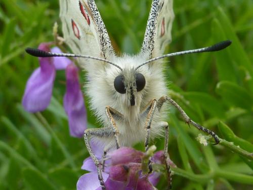 Réf. 186 520 : Parnassius apollo