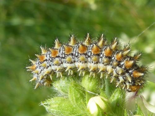 Melitaea didyma
