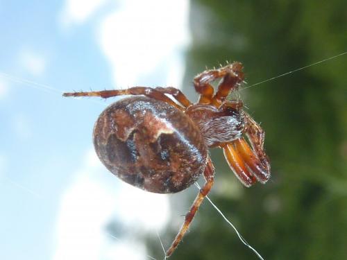 Larinioides patagiatus