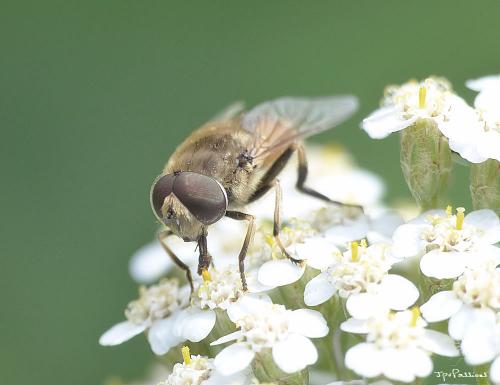 Eristalis arbustorum