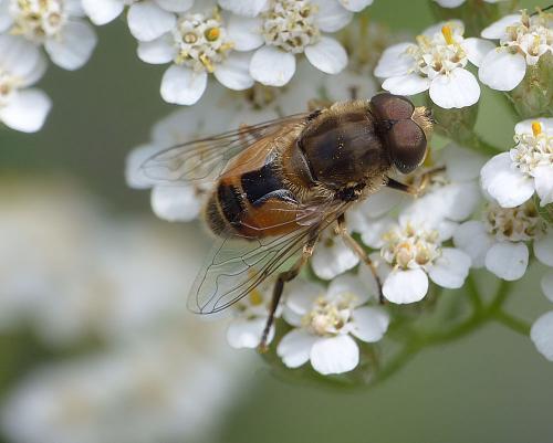 Réf. 186 182 : Eristalis arbustorum