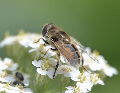 Réf. 186 199 : Eristalis arbustorum
