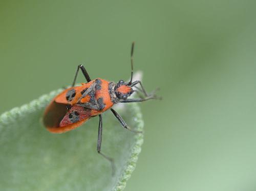 Corizus hyoscyami hyoscyami