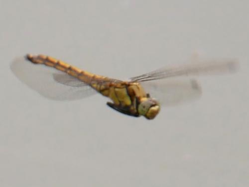 Orthetrum cancellatum