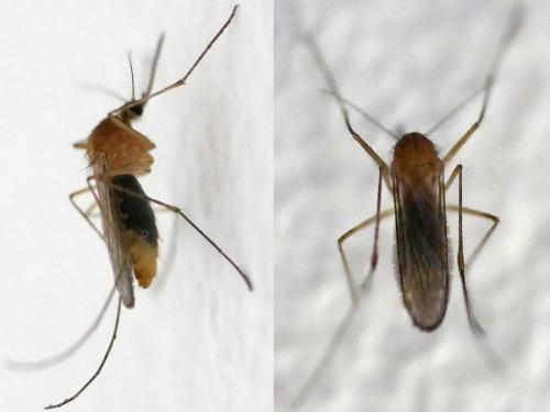 Réf. 186 848 : Culex sp.