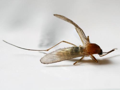 Réf. 186 850 : Culex sp.