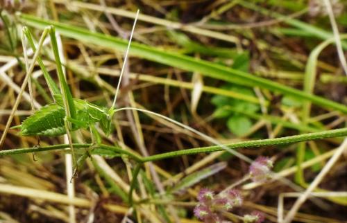 Tylopsis lilifolia